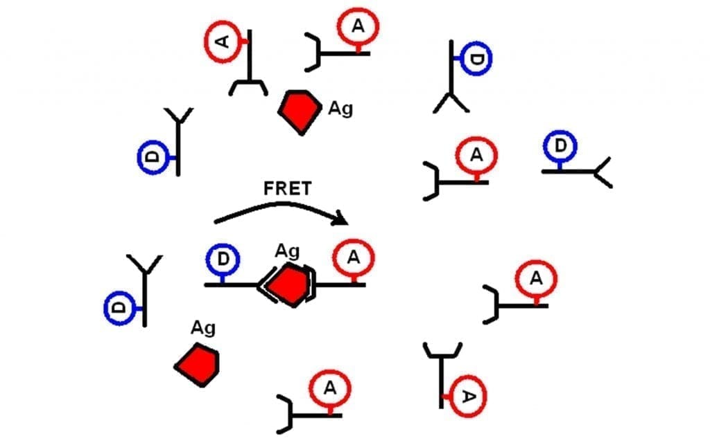 The principle of FRET Fluorescence based immunoassay