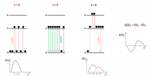 Pump Probe | What is Transient Absorptioin?