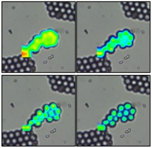 Raman mapping polystyrene beads