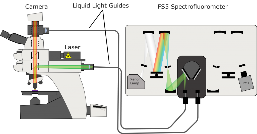 FS5 and microscope configuration for widefield fluorescence microscope