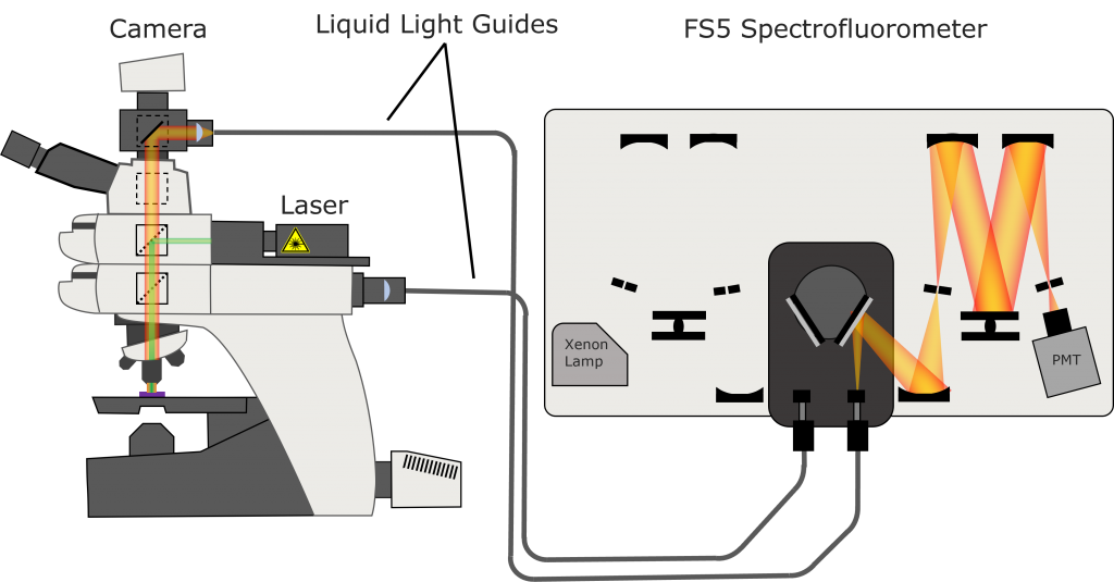 FS5 and microscope configuration for lifetime measurements