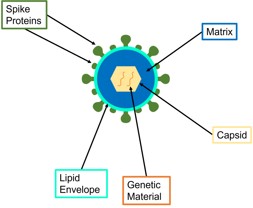 Generic structure of an enveloped virus | Measuring ethanol content