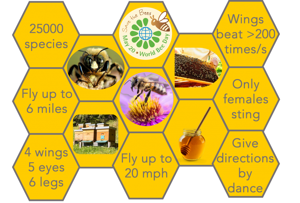 Bee Facts