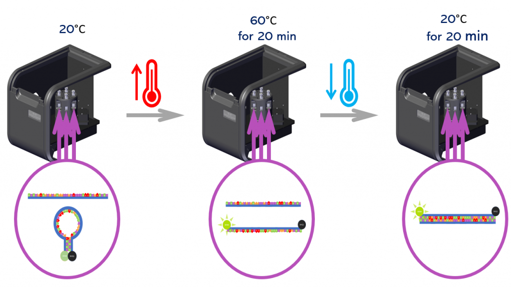 Schematic of the cDNA and molecular beacon hybridization incubation procedure in the SC-27.