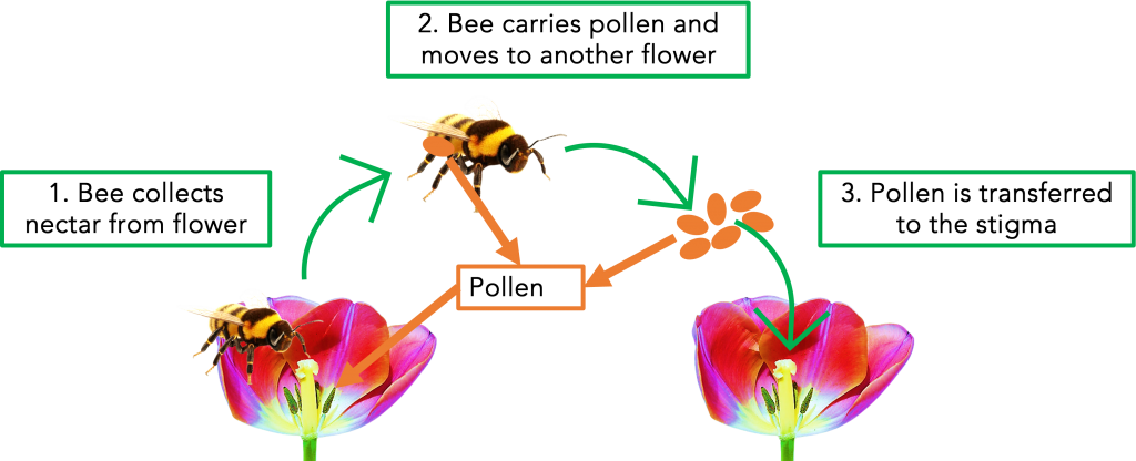 Bee Pollination