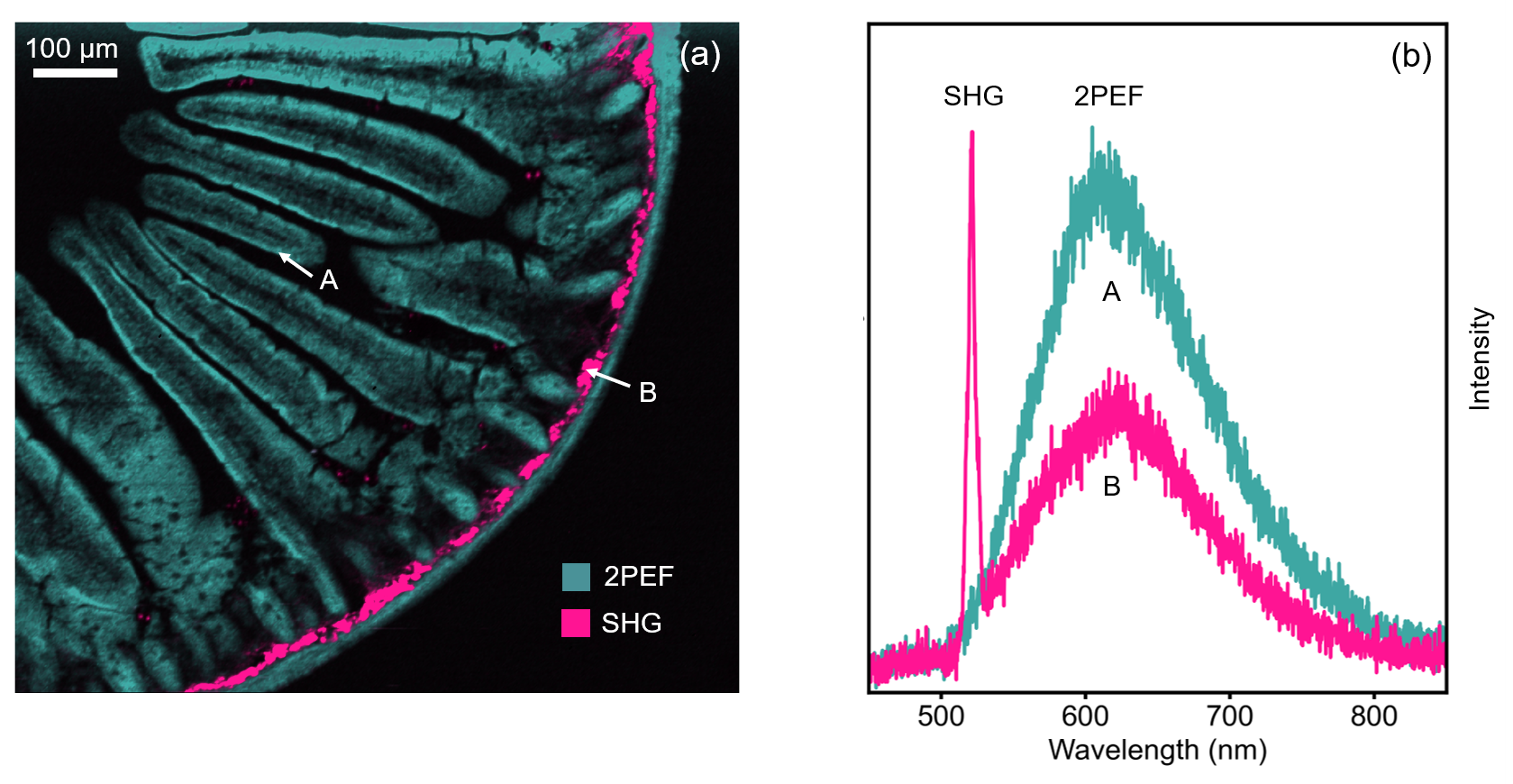 two photon fluorescence and second harmonic generation imaging of mouse intestine