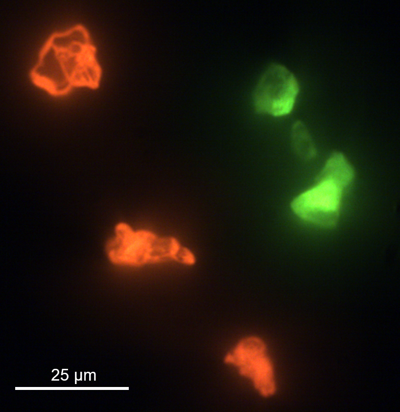 Widefield photoluminescence of phosphor microparticles