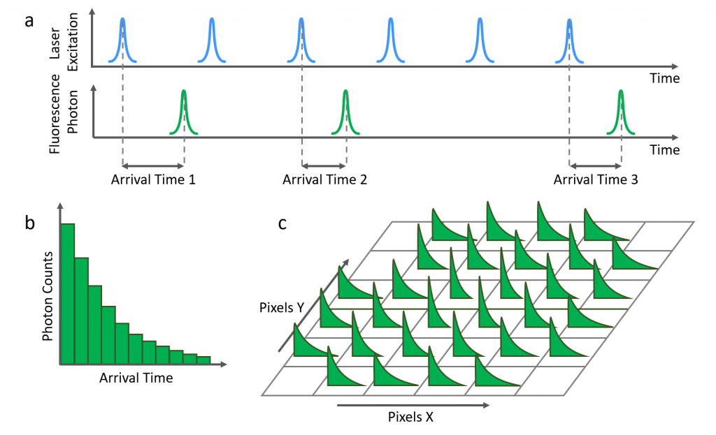  FLIM Acquisition diagram