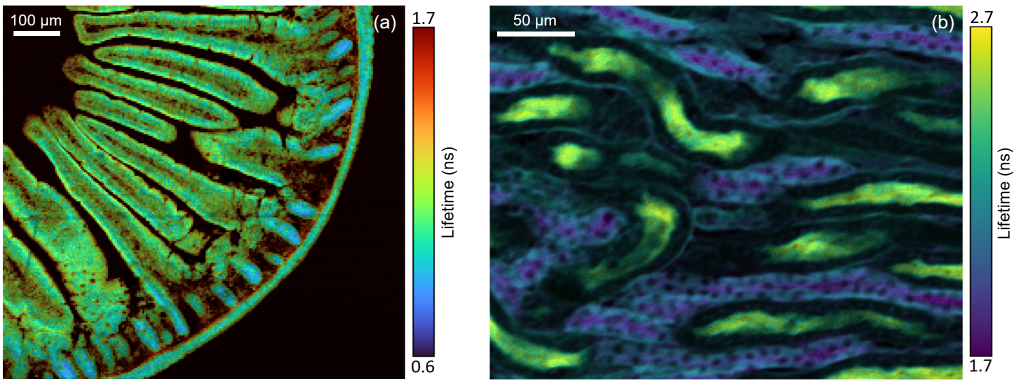 FLIM Images measured using RMS1000