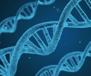 Double stranded DNA 