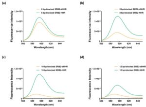 Fluorescence spectra of the SRB2-dHHR/HHR